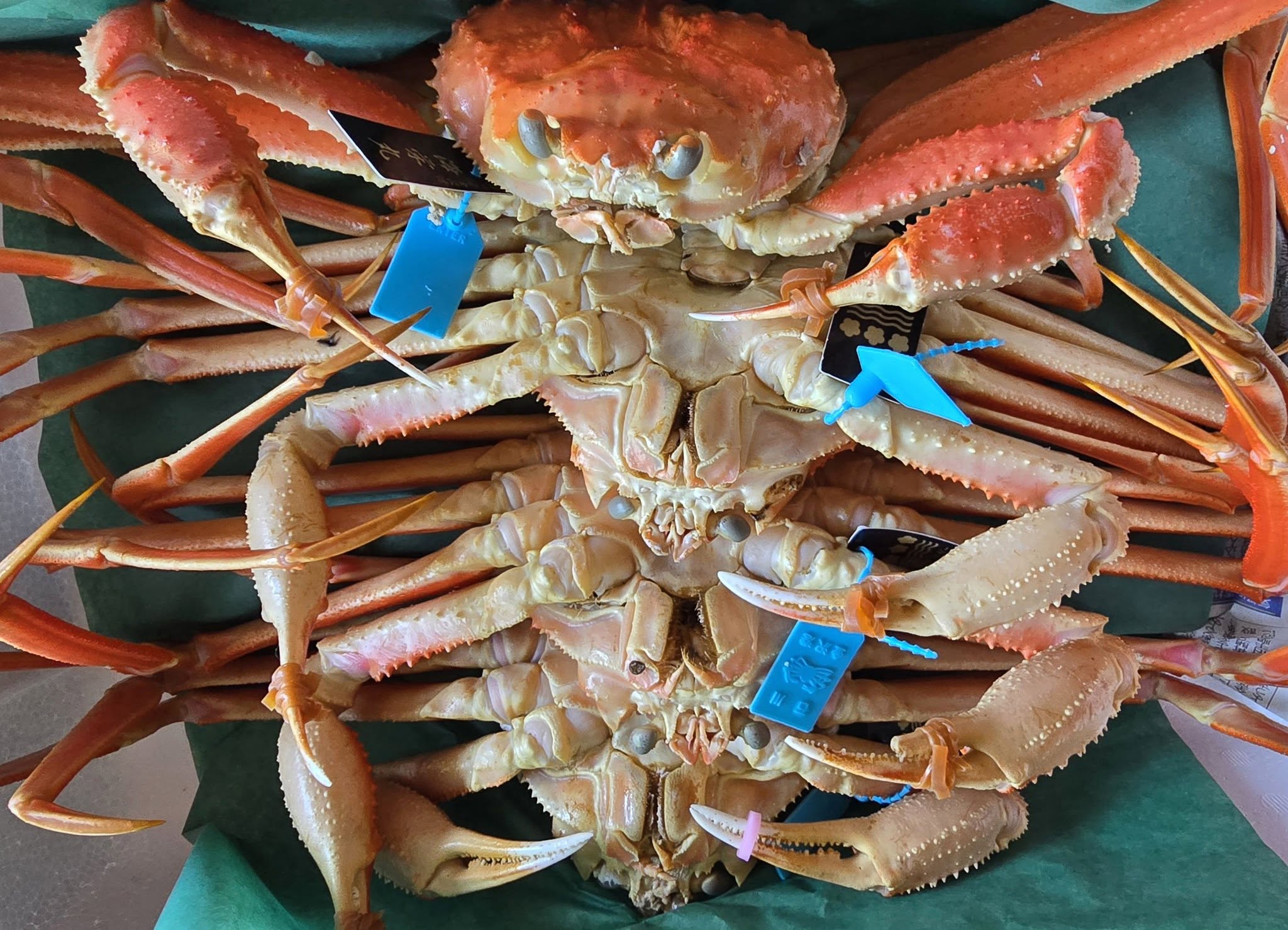 ファイル 2429-1.jpg